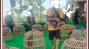 Judi Jalan Terus, Polisi Kemana? Wibawa Hukum Diuji di Tanah Jombang